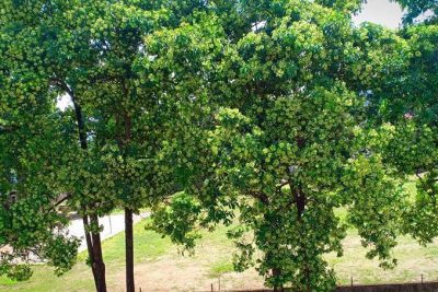 Hoa nắng sân trường (Cô Nguyễn Thị Hồng, GV Tổ Ngữ văn)