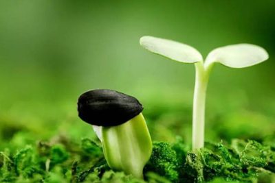 Suy ngẫm về câu triết lí: “Gieo nhân nào, gặt quả ấy” (HS Trần Thị Quỳnh Thơ, lớp 12A5 năm học 2019-2020)